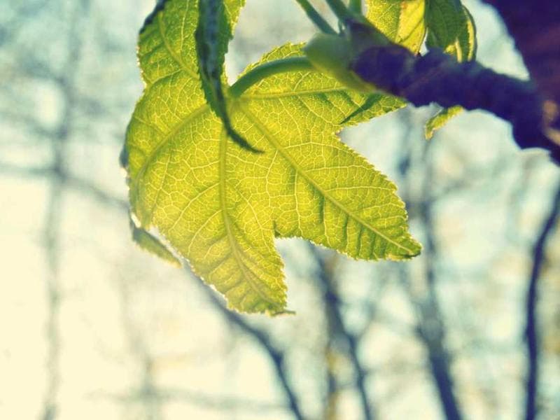 Before photo of pergolas